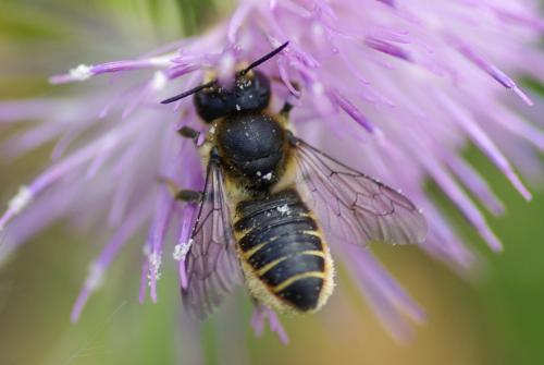 Megachile centuncularis